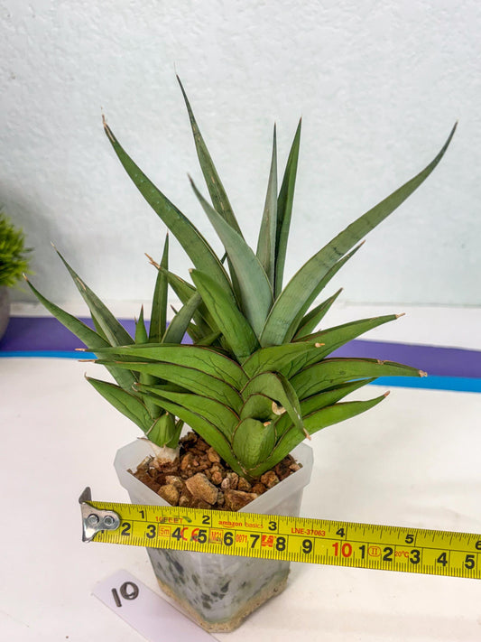 Sansevieria Aura (ca1) (10) | Rare House Plant