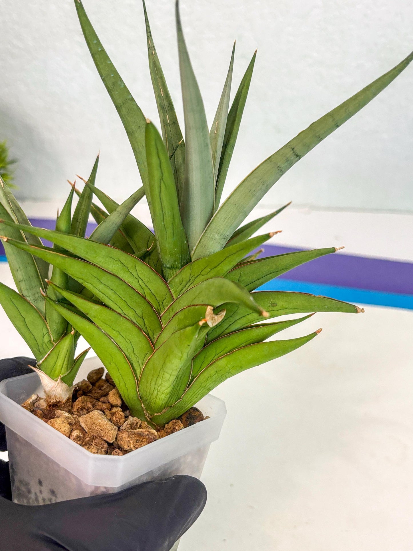 Sansevieria Aura (ca1) (10) | Rare House Plant