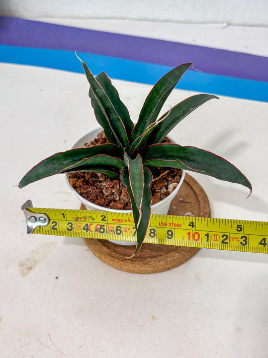 Sansevieria Aethiopica (Ha5) (14) | Imported
