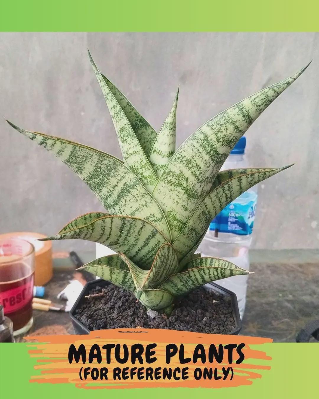 Sansevieria Gendut (Ha1) (1) | Imported