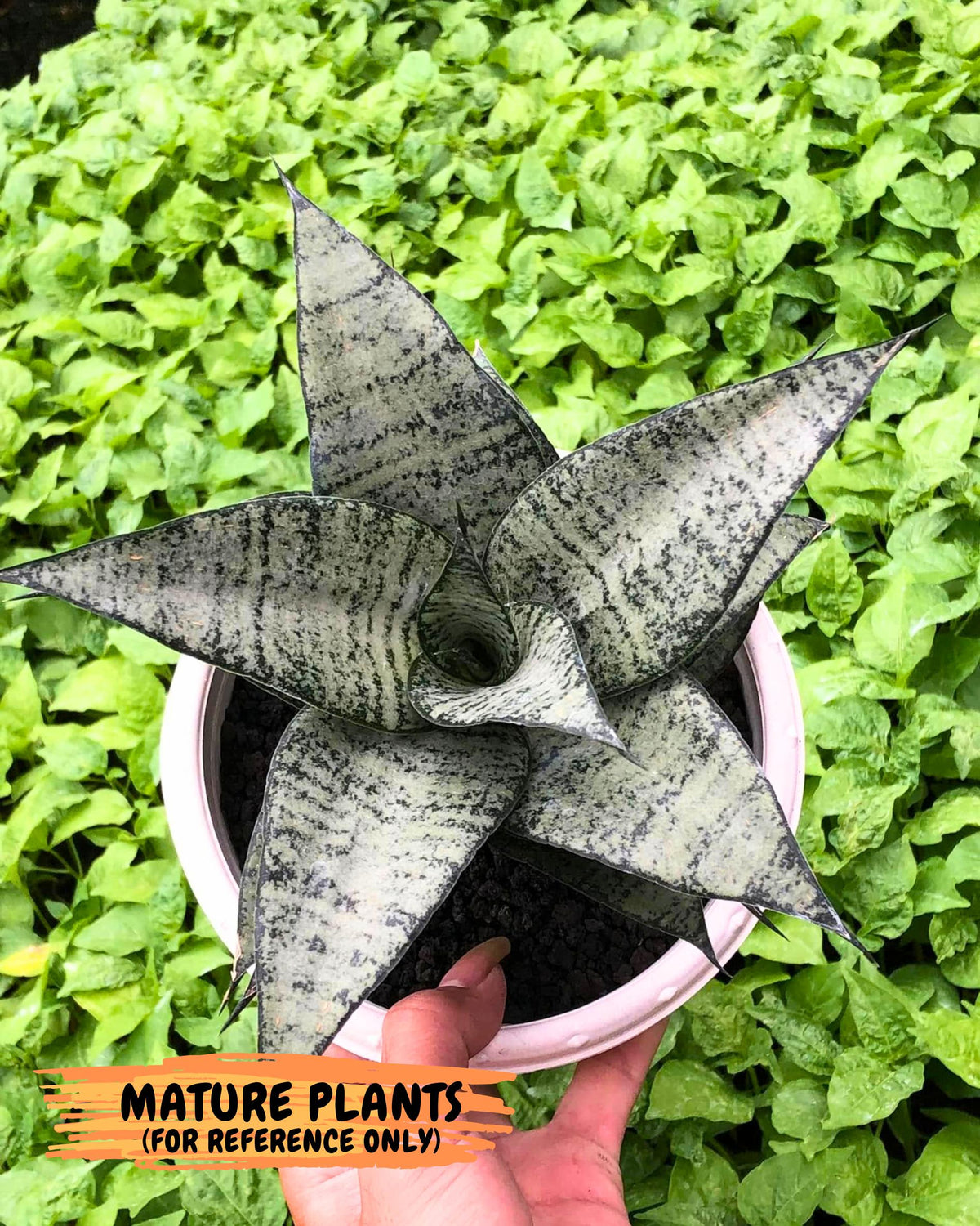Sansevieria Mayang (Ha4) (5) | Rare Hybrid
