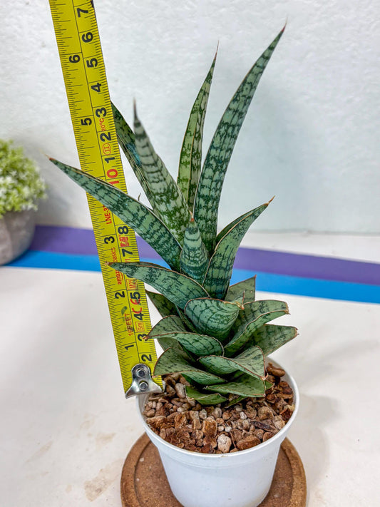 Sansevieria Riyad x spyder (Ha3) (8) | Rare Hybrid Species