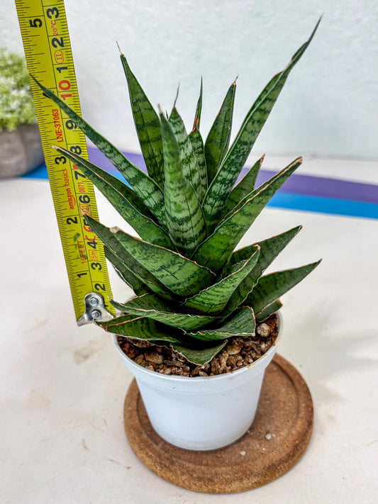 Sanseviera Sweet Celery (Ha3) (9) | Imported