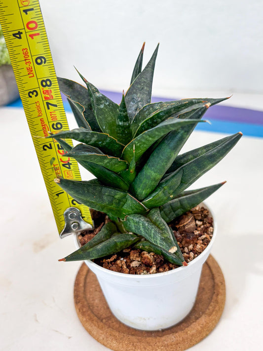 Sansevieria Blorong (Ha4) (9) | DMG for Propagation