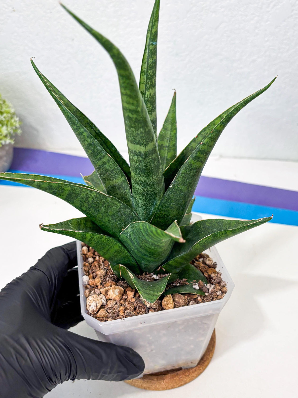 sansevieria jayaprana (Ha6) (17) | Import