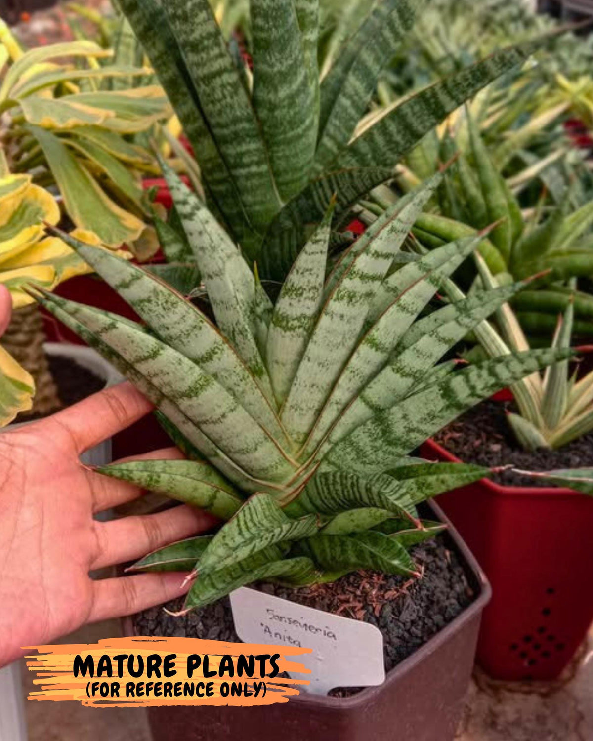Sansevieria Anita (ba6) (4) | Rare Collection