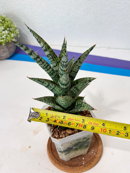 Sansevieria Riyad x spyder (Ha6) (4) | Rare Hybrid Species