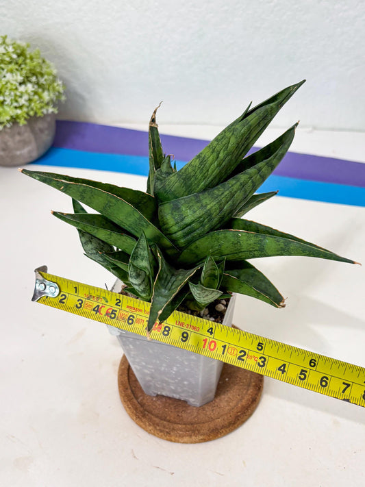 Sansevieria Dampit (Ha6) (6) | Imported New Hybrids