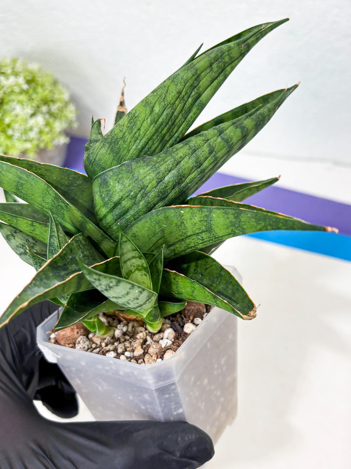 Sansevieria Dampit (Ha6) (6) | Imported New Hybrids