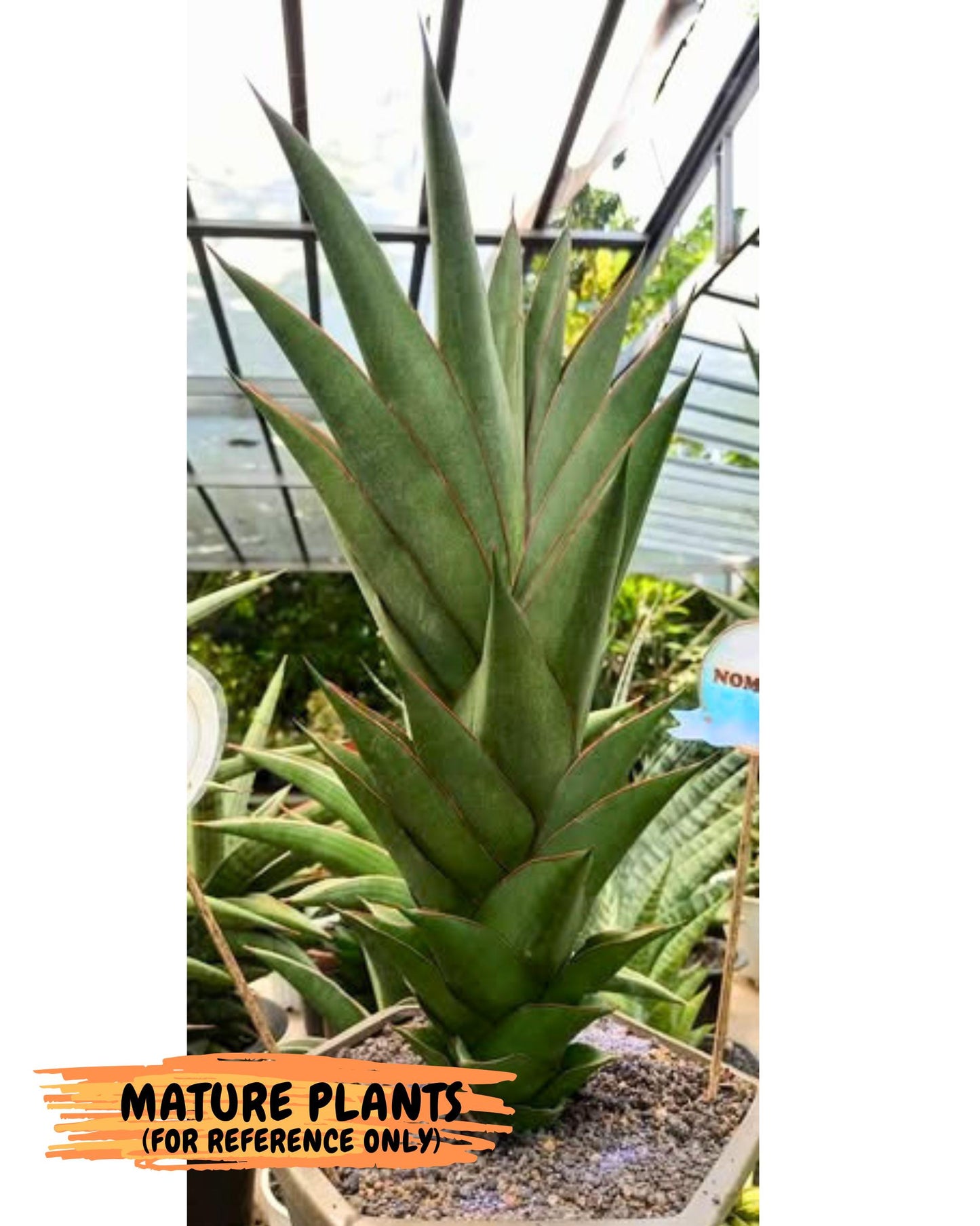 Sansevieria Armanu (Ba1) (14) | Rare Collection