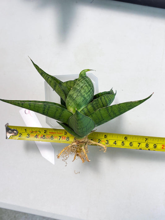 Sansevieria Dampit (Ba1) (9) | Imported New Hybrids
