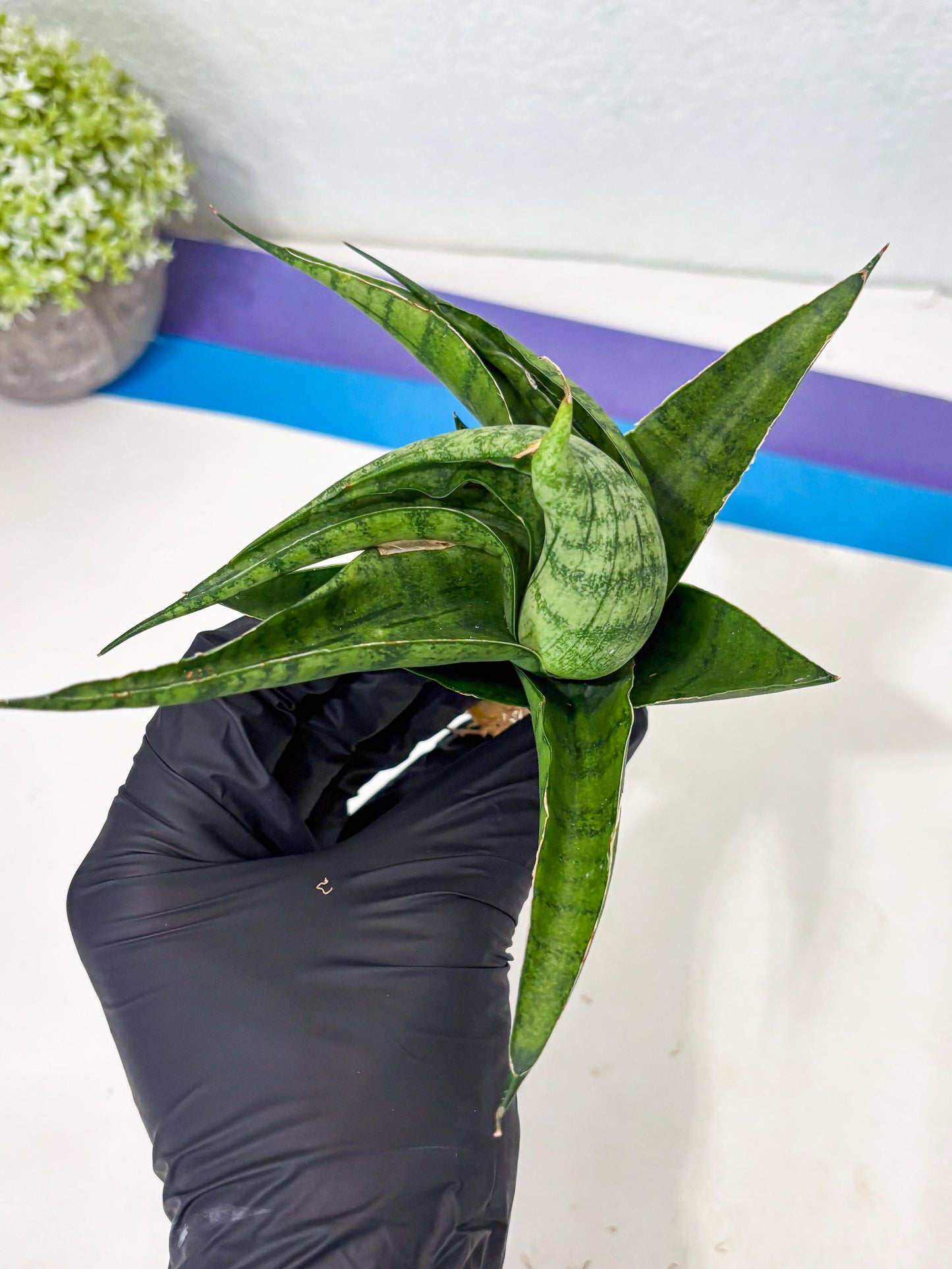 Sansevieria Dampit (Ba1) (9) | Imported New Hybrids