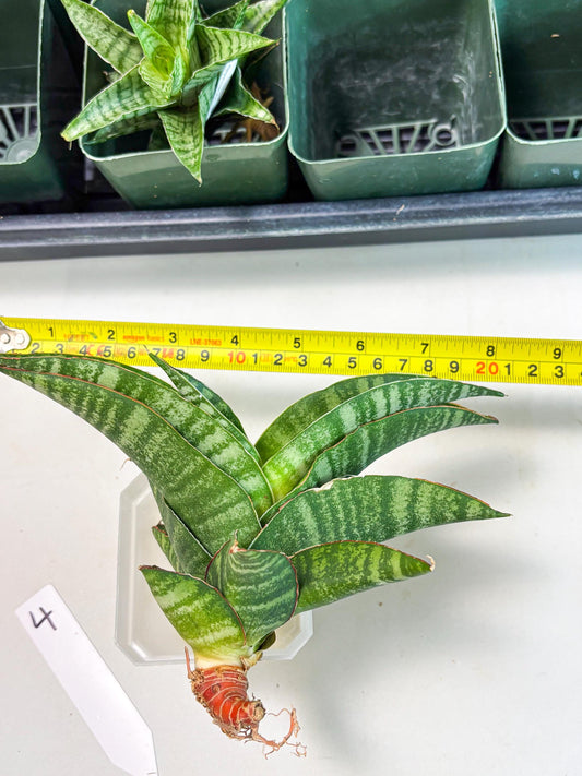 Sansevieria Marsha x Sandana Moonshine (Ba3) (4) | Rare Plant