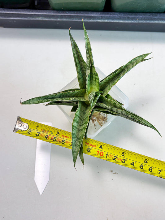 Sansevieria Dolphin (Ba3) (14) | Rare Collection