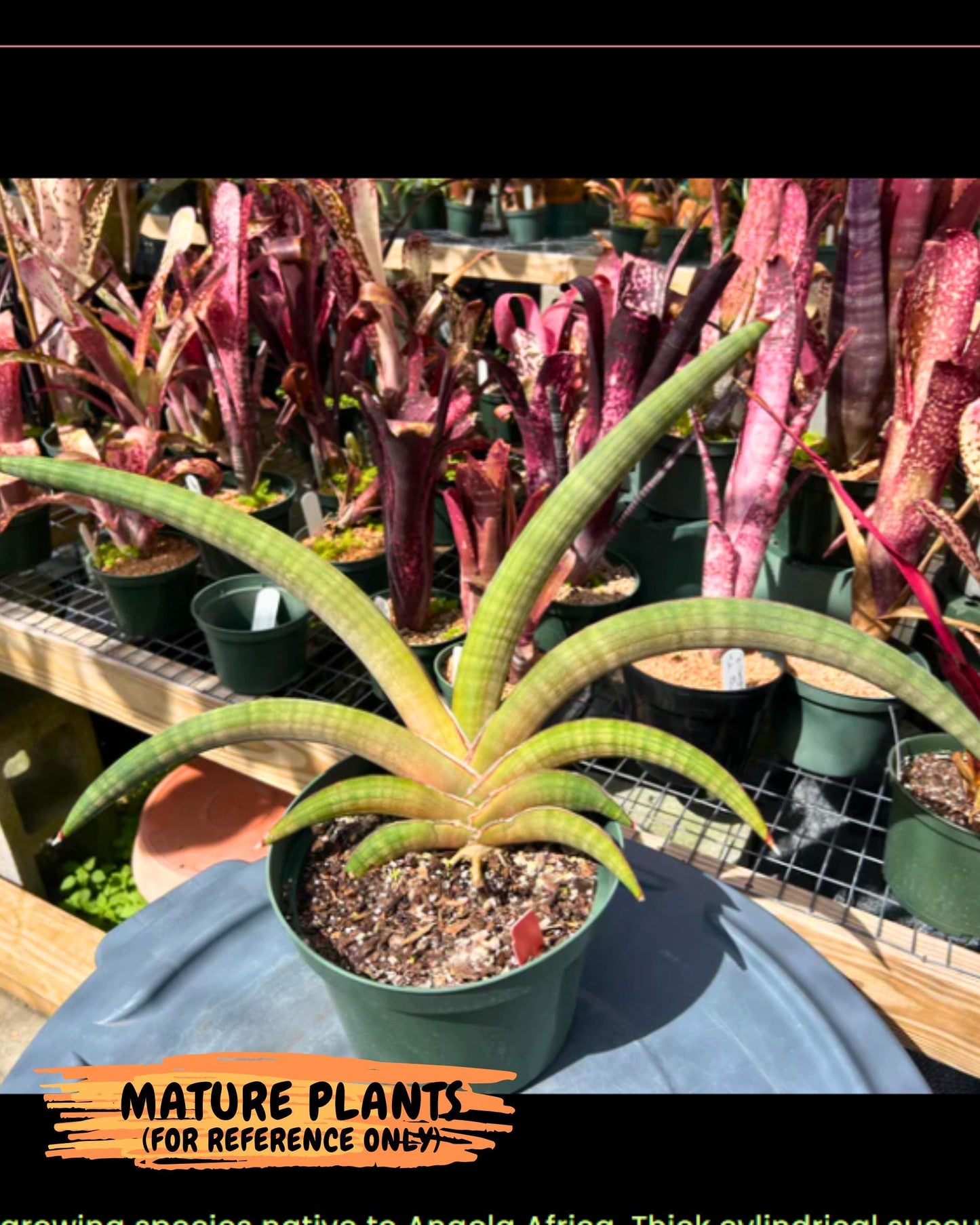 Sansevieria Pfisteri (Ba4) (1) | imported Hybrid