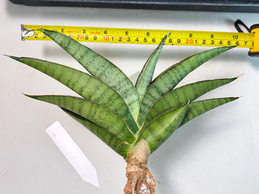 Sansevieria Tamara (ba4) (15) | Imported Hybrids