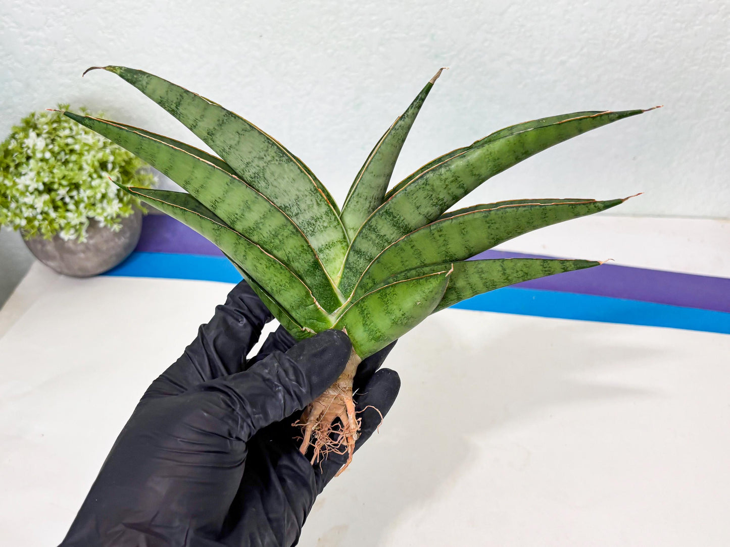 Sansevieria Tamara (ba4) (15) | Imported Hybrids