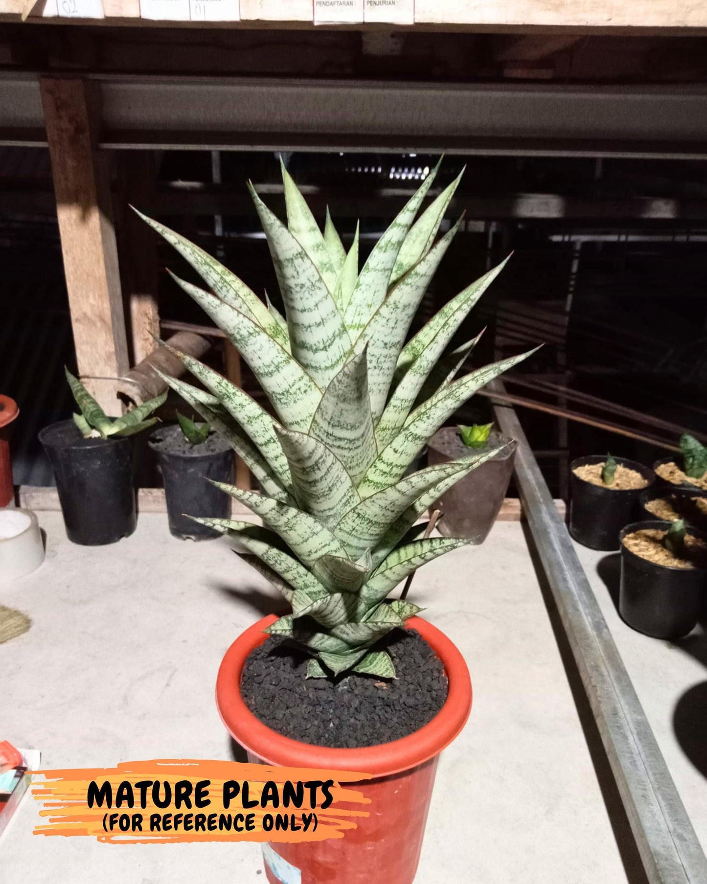 Sansevieria Madona (Ha5) (3) | Rare Collection