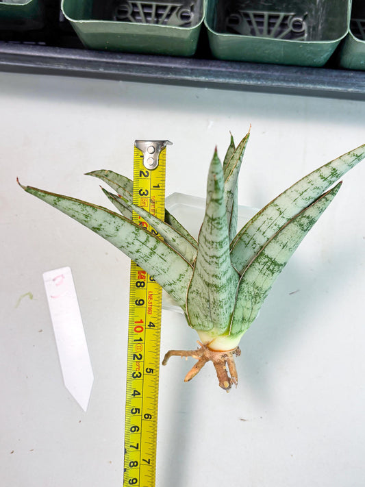 Sansevieria Madona (Ha5) (3) | Rare Collection