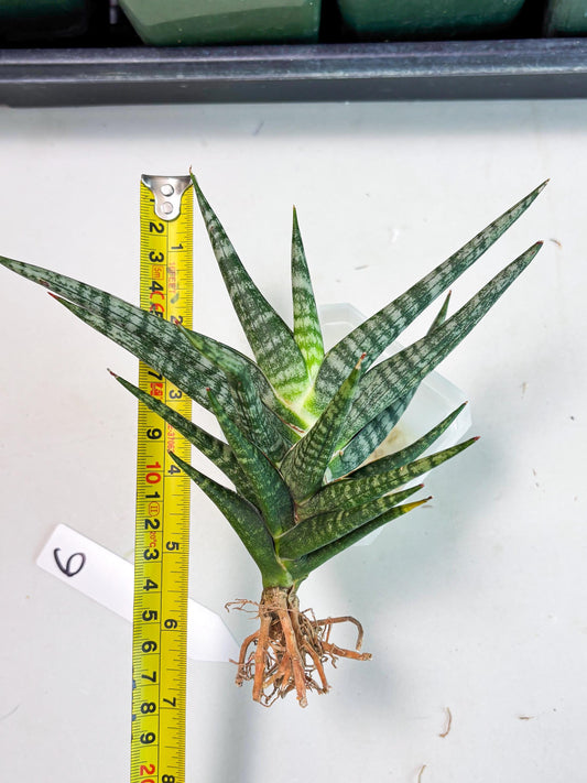 Sansevieria Motomo x Boncel (Ha5) (6) | Imported
