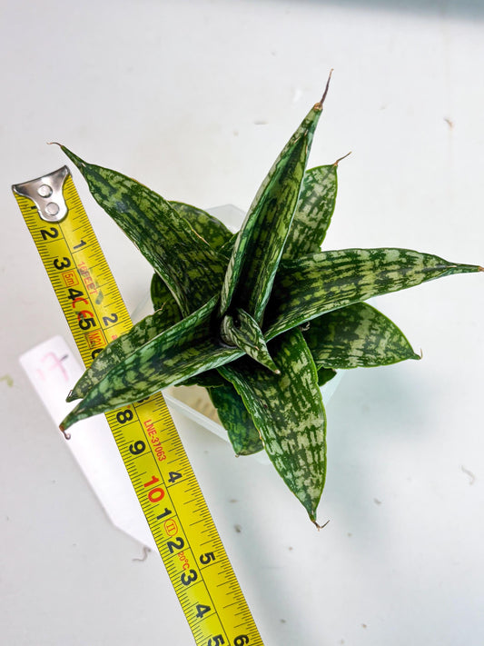 Sansevieria Mosar (Ha5) (17) | Rare Collection