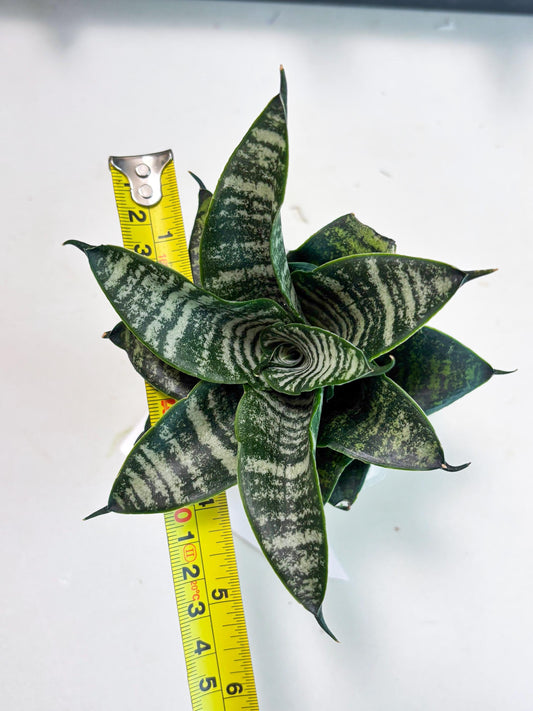 Sansevieria Marga x Caroline (ba6) (5) | Rare Collection