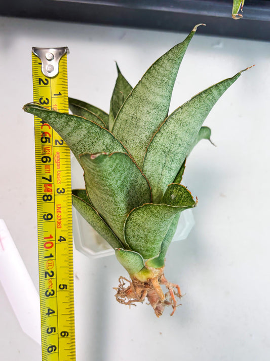 Sansevieria Rirene (ba6) (7) | Rare Collection