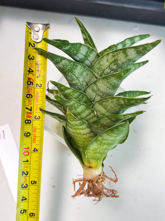 Sansevieria Alabasta (ba6) (11) | Rare Collection
