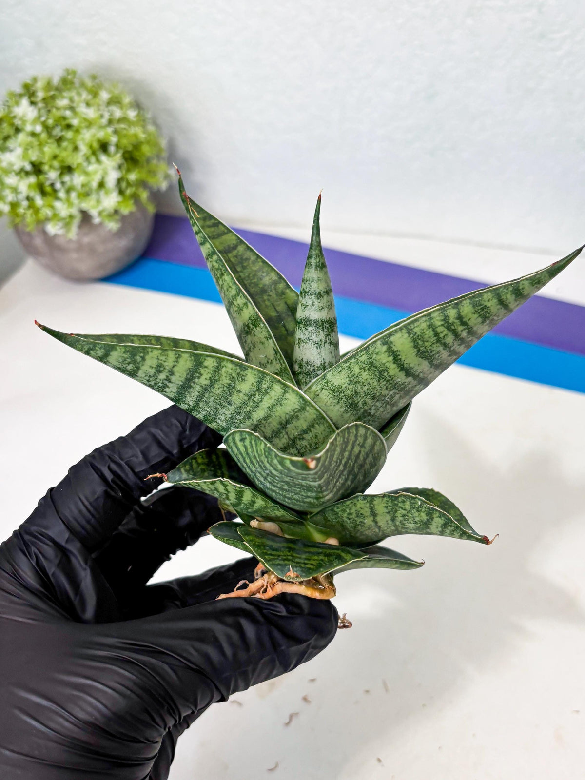 Sansevieria Cordova x Boncel (ba6) (13) | Rare Collection