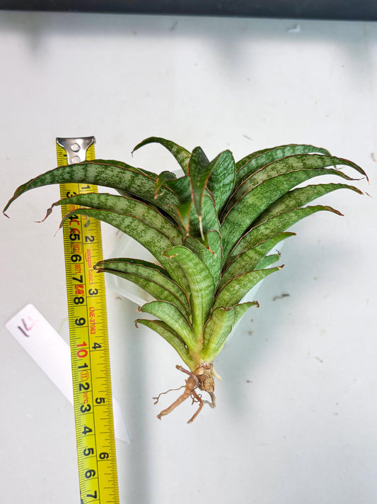 Sansevieria AFF Nalika (Ba6) (14) | Imported Plants