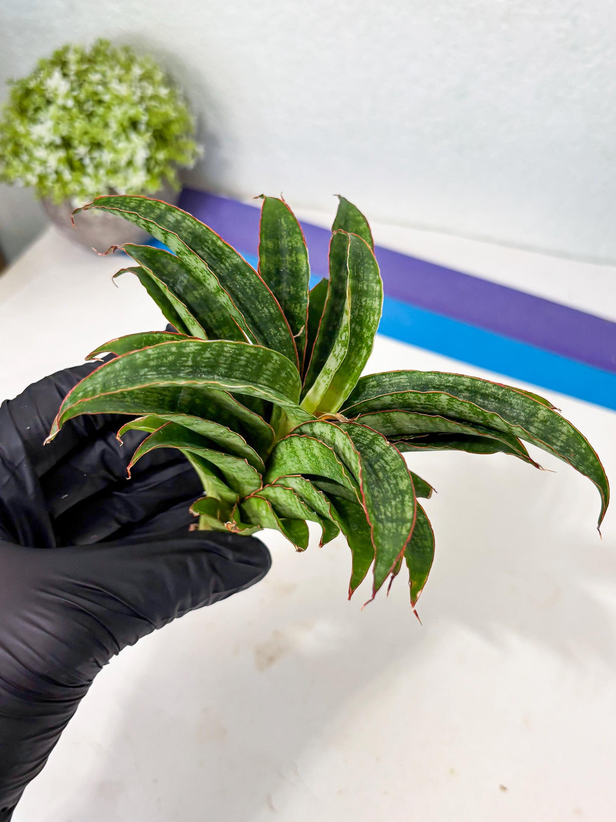 Sansevieria AFF Nalika (Ba6) (14) | Imported Plants