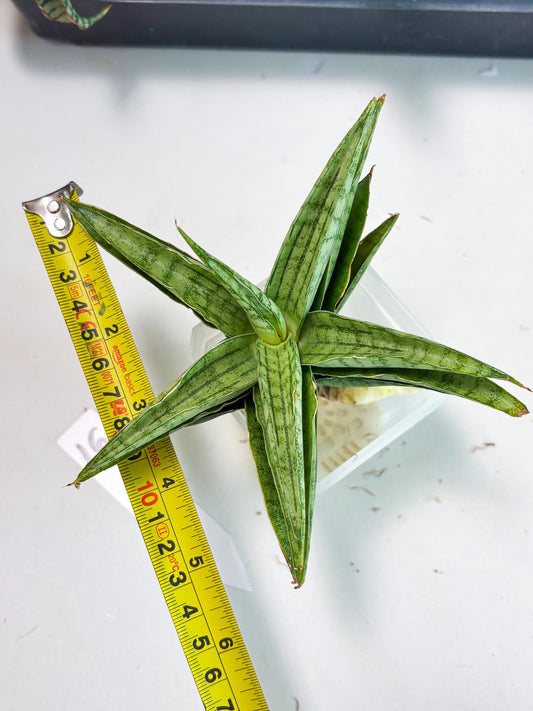 Sansevieria marsha x kasih (ba6) (16) | Rare Collection