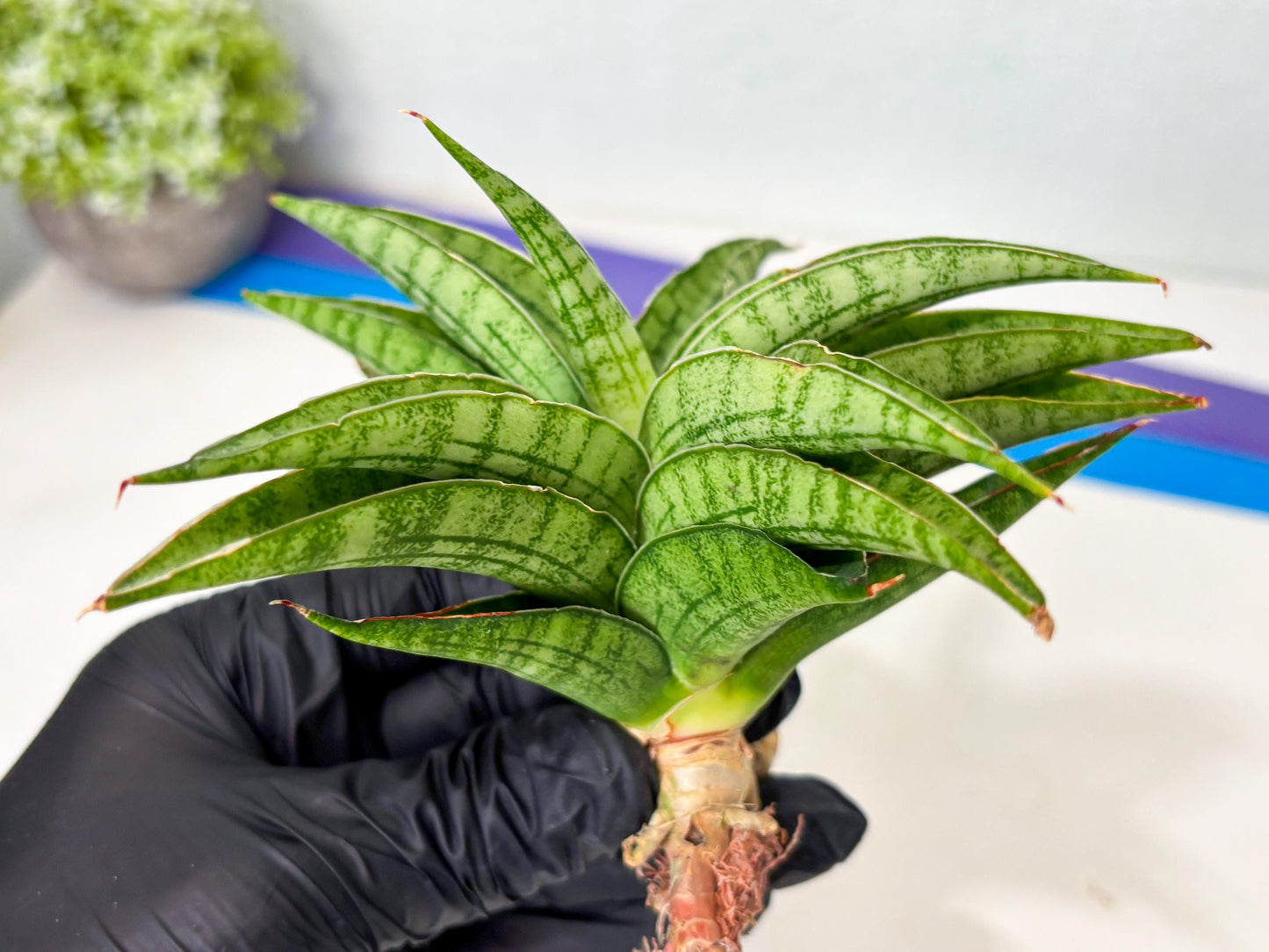 Sansevieria marsha x kasih (ba6) (16) | Rare Collection
