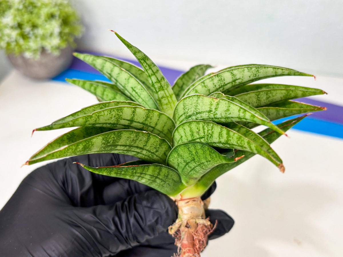 Sansevieria marsha x kasih (ba6) (16) | Rare Collection