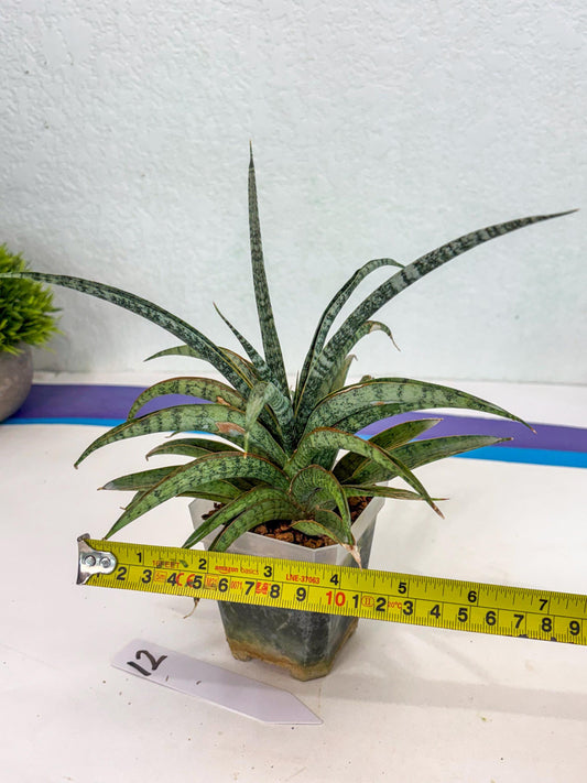 Sansevieria Be Bright (ca2) (12) | Imported House Plant