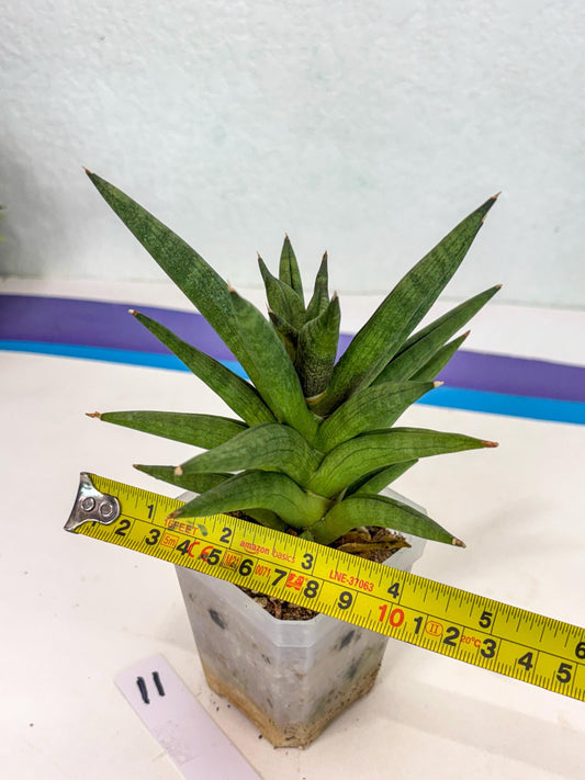 Sansevieria Repeta (ca3) (11) | Rare Import