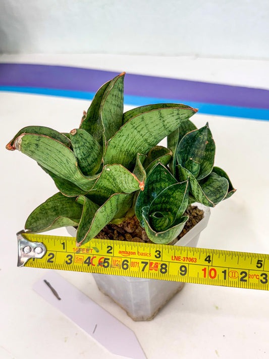 Sansevieria Andromeda (ca5) (1) | Rare Import