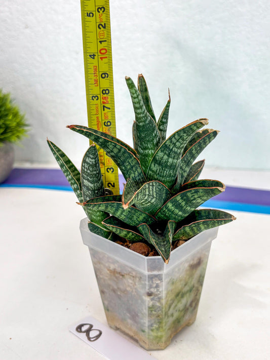 Sansevieria Samosir (ca5) (8) | Rare Import