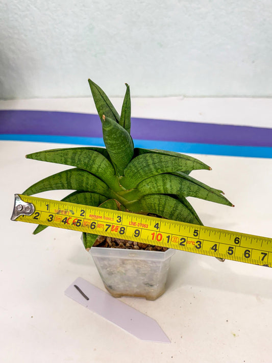Sansevieria Fighter (ca6) (1) | Imported House Plant