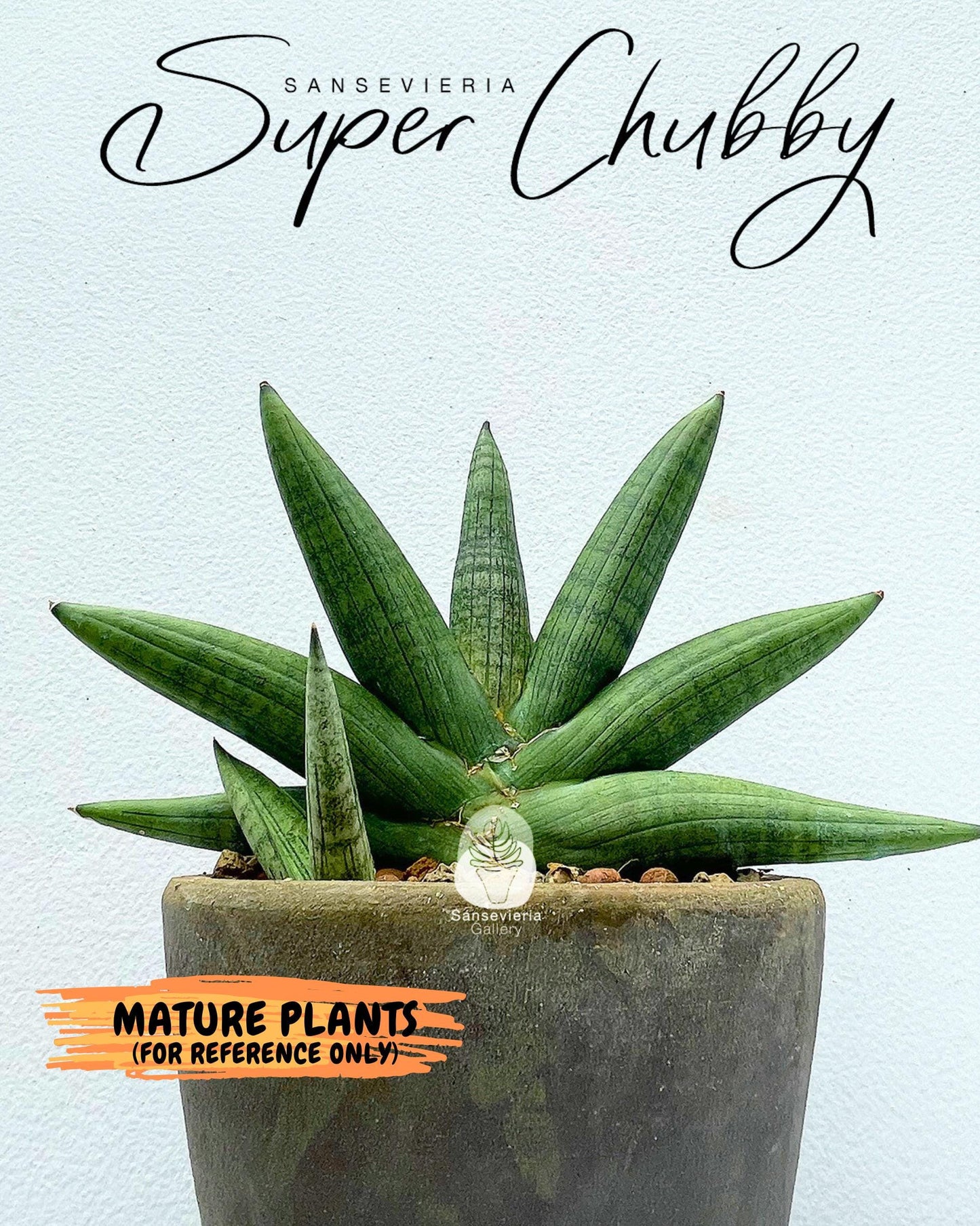 Sansevieria Supper Chubby (ca2) (y) | Rare House Plant