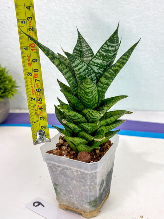 Sansevieria Ehrendel (ca6) (9) | Imported House Plant