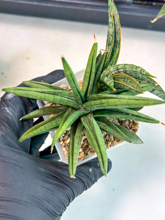 Sansevieria Thousand Blue (ca6) (10) | Imported House Plant