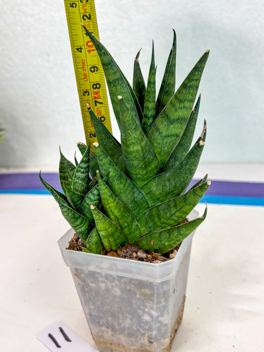 Sansevieria Peridot (ca6) (11) | Imported House Plant