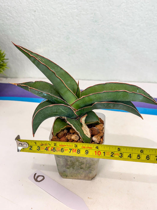 Sansevieria Rodia (ca7) (6) | Imported