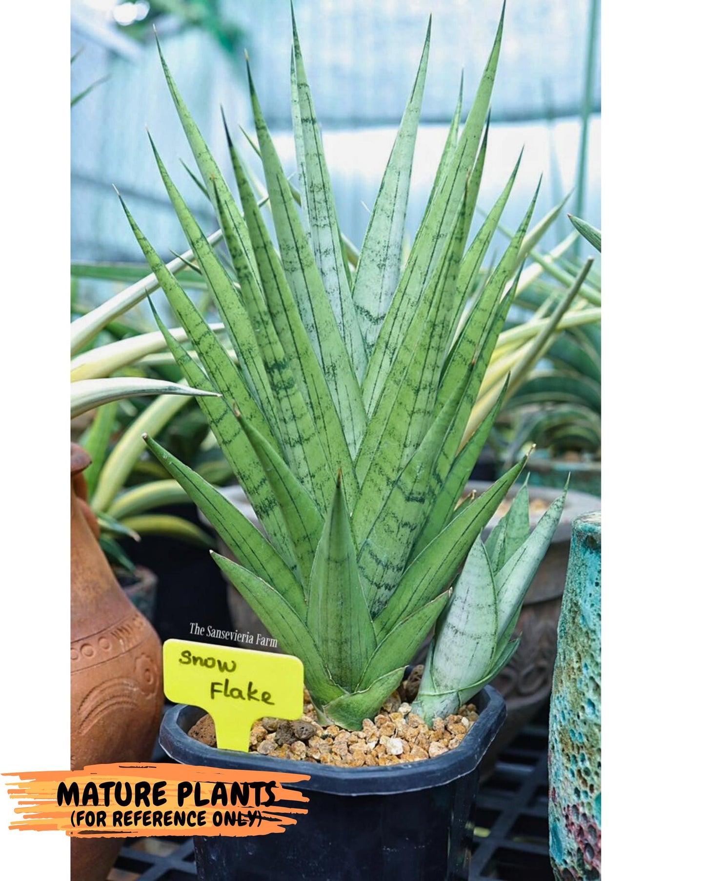 Sansevieria Snow Flake (xl2) (y) | Imported Hybrids