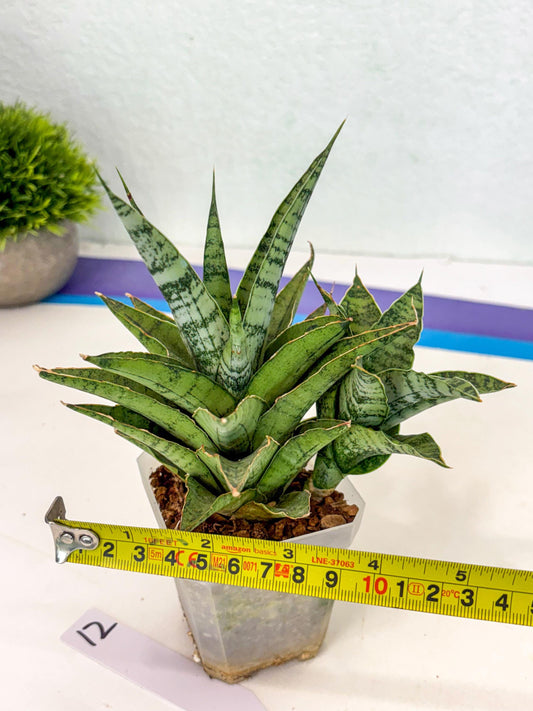 Sansevieria Snow Flake (ca7) (12) | Imported Hybrids
