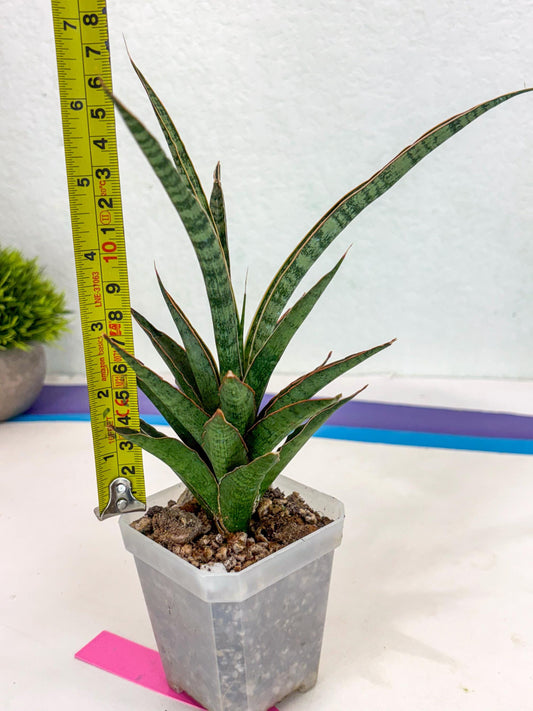 Sansevieria Lady Prang (ca4) (p) | Imported Hybrids