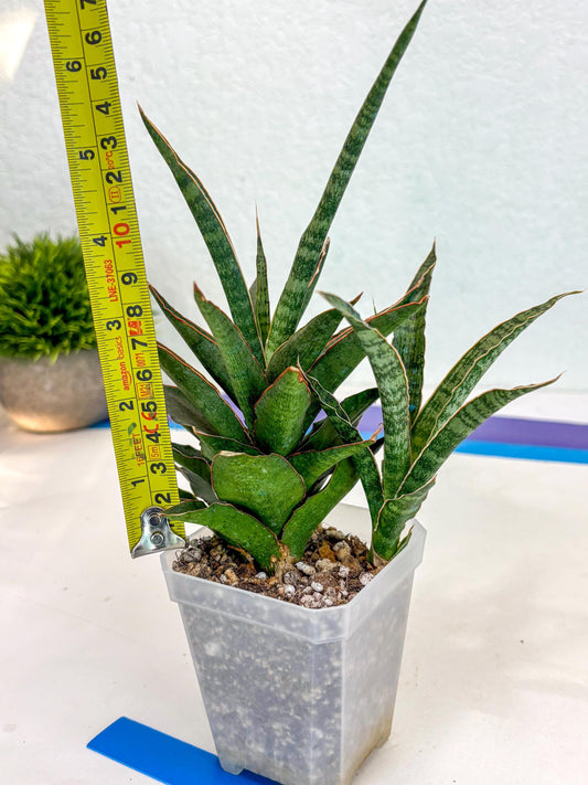 Sansevieria Lady Prang (ca4) (b) | Imported Hybrids