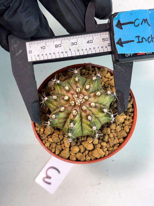 Gymnocalycium T-Rex (gy10) (b3) | Imported Variegated Cactus