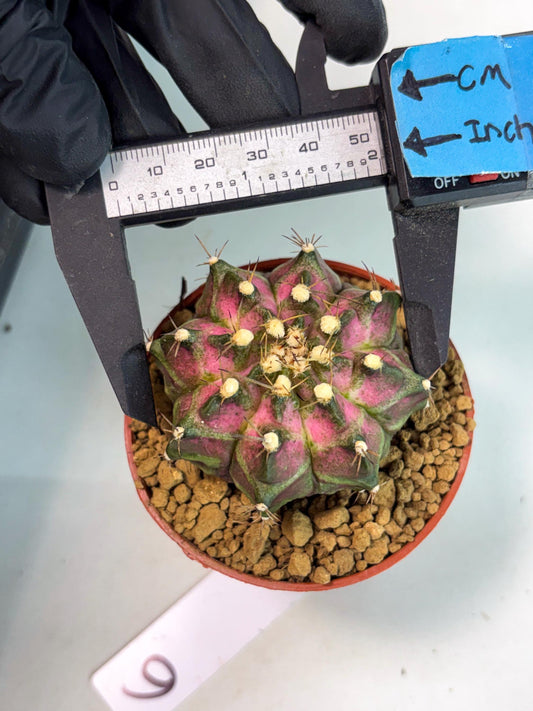 Gymnocalycium T-Rex (gy10) (b6) | Imported Variegated Cactus